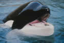 freewilly