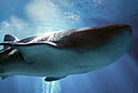 gawhaleshark