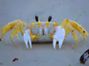 ghostcrab