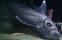 ghostsharks