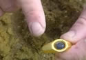 goldring