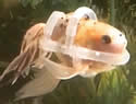 goldfishpreserver