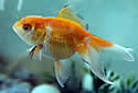 goldfishtank