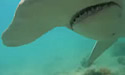 goproshark