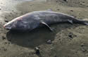 greenlandshark