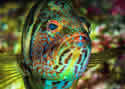 grunions