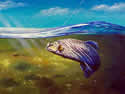 guyharvey