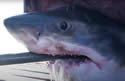gwsflorida