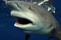 gwsfloridajupiter