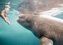 handbeluga