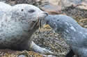 harborseal