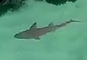 harmlessshark