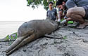harpooneddolphin