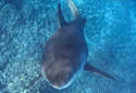 hawaiishark