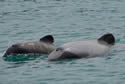 hectorsdolphinbaby