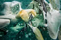 hungrygannets