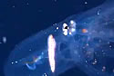 invisioctopus