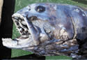 japansumofish