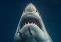 jawsposer