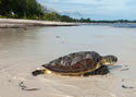 kenyaturtle