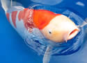 koifish