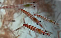 krill