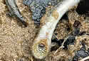 lamprey