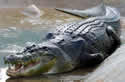 lolong