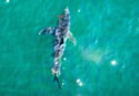 maineshark