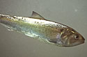 malefish