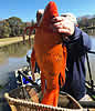 massivegoldfish
