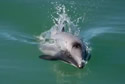 mauidolphin