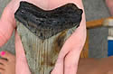 megashark-tooth