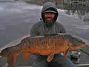 mirrorcarp