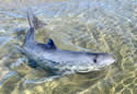 missingporpoise