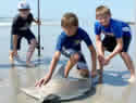 monstersharkcatch