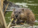 muskrat