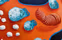 nudibranchpaint