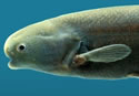 obamafish