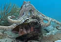 octopusdeath