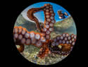 octopusselfie
