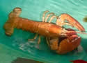 orangelobster