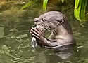 otterterro