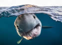 overundershark