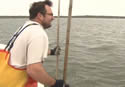 oystertonger
