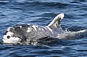 patchesdolphin