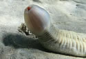 penisfish