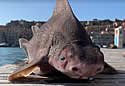 pigfish