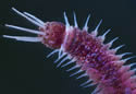 pilingworm