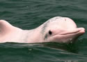 pinkdolphinvietnam